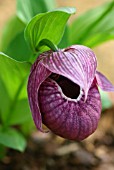 CYPRIPEDIUM TIBETICUM