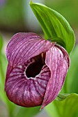 CYPRIPEDIUM TIBETICUM