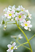 SAXIFRAGA HOSTII SUBS RHAETICA DOSSO ALTO