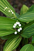 CONVALLARIA MAJALIS ALBOSTRIATA VARIEGATED