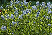 AMSONIA ORIENTALIS