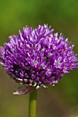 ALLIUM HIS EXCELLENCY