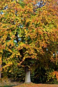 FAGUS SYLVATICA BEECH TREE IN AUTUMN