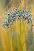 PENNISETUM ALOPECUROIDES HAMELN