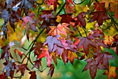 LIQUIDAMBAR STYRACIFLUA SWEET GUM TREE