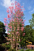 TOONA SINENSIS FLAMINGO RHS WISLEY