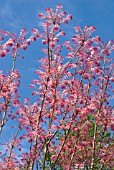 TOONA SINENSIS FLAMINGO