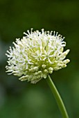 ALLIUM STIPITATUM MOUNT EVEREST