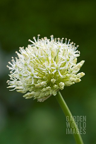 ALLIUM_STIPITATUM_MOUNT_EVEREST