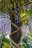 WISTERIA FLORIBUNDA DOMINO GROWING UP WOODEN PILLAR, RHS WISLEY