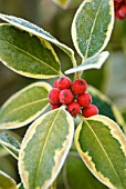 ILEX ALTACLERENSIS GOLDEN KING