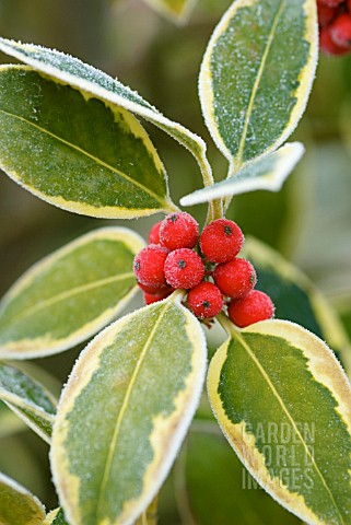 ILEX_ALTACLERENSIS_GOLDEN_KING