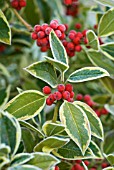 ILEX ALTACLERENSIS GOLDEN KING