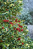 ILEX ALTACLERENSIS GOLDEN KING