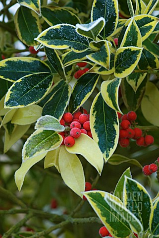 ILEX_ALTACLERENSIS_GOLDEN_KING