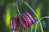 FRITILLARIA MELEAGRIS (SNAKES HEAD)