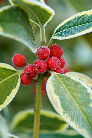 ILEX_ALTACLERENSIS_GOLDEN_KING