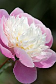 PAEONIA LACTIFLORA BOWL OF BEAUTY