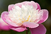 PAEONIA LACTIFLORA BOWL OF BEAUTY