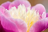 PAEONIA LACTIFLORA BOWL OF BEAUTY