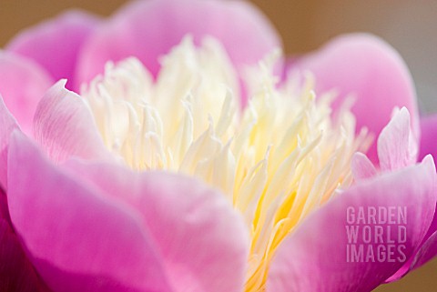 PAEONIA_LACTIFLORA_BOWL_OF_BEAUTY