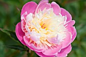 PAEONIA LACTIFLORA BOWL OF BEAUTY