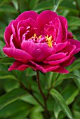 PAEONIA LACTIFLORA KARL ROSENFIELD