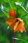 FRITILLARIA IMPERIALIS(CROWN IMPERIAL)