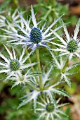 ERYNGIUM X ZABELII JOS EIJKING