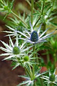 ERYNGIUM X ZABELII JOS EIJKING