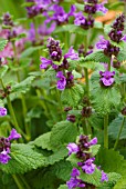 STACHYS MACRANTHA ROBUSTA PURPLE