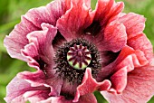 PAPAVER ORIENTALE TIFFANY