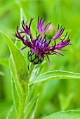 CENTAUREA MONTANA JORDY