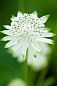 ASTRANTIA MAJOR SUBS INVOLUCRATA BARRISTER