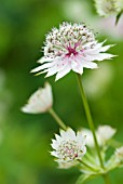 ASTRANTIA MAJOR BERENDIEN STAM