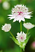 ASTRANTIA MAJOR BERENDIEN STAM