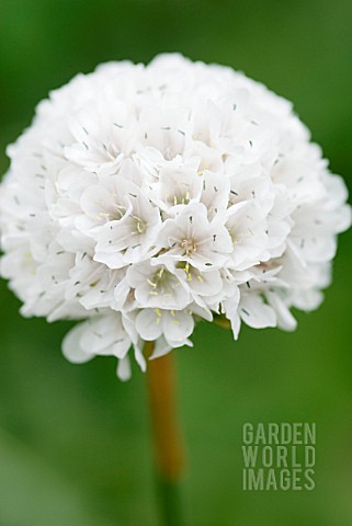 ARMERIA_BRUTUS_