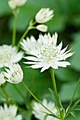 ASTRANTIA MAJOR TITOKI POINT