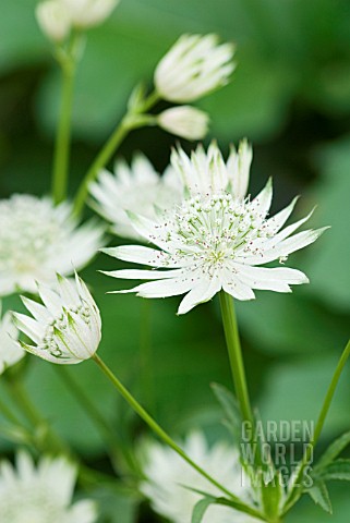 ASTRANTIA_MAJOR_TITOKI_POINT