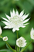 ASTRANTIA MAJOR TITOKI POINT