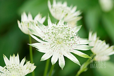 ASTRANTIA_MAJOR_TITOKI_POINT