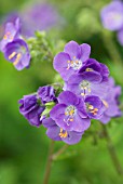 POLEMONIUM EASTBURY PURPLE