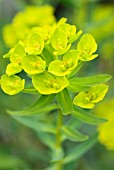 EUPHORBIA ABBEY DORE