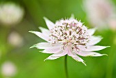 ASTRANTIA MAJOR BERENDIEN STAM