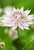 ASTRANTIA MAJOR BERENDIEN STAM