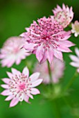 ASTRANTIA MAJOR ROMA