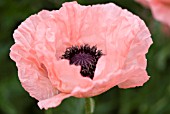 PAPAVER ORIENTALE TURKISH DELIGHT