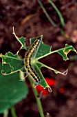 PIERIS BRASSICAE CATERPILLAR ON BRASSICA