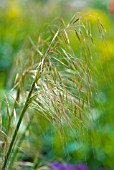 STIPA GIGANTEA GOLD FONTAENE