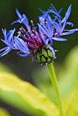 CENTAUREA MONTANA GOLD BULLION